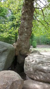 Eiche auf Kraftplatz der Düwelsteene bei Heiden im Naturpark Hohe Mark in Westfalen